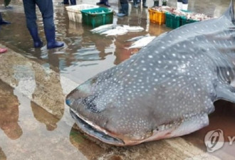 韩国渔船捡到鲸鲨 海警:它还活着 赶紧放生!