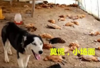 200多只鸡一夜都惨死，凶手竟然不跑还敢卖萌！
