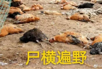 200多只鸡一夜都惨死，凶手竟然不跑还敢卖萌！