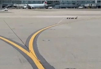 加拿大鹅在机场霸道 梦幻客机都无奈让路