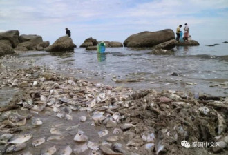 被冲上岸的海鲜泛滥成灾，泰国村民捡不过来