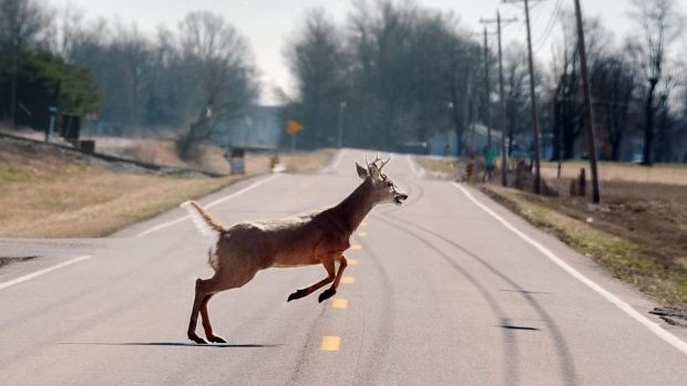 Provincial police are warning motorists to be on the lookout for deer distracted by the breeding and hunting seasons after 11 collisions involving the animals were reported in Lambton County over the weekend.