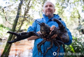 巨型龙虾濒临灭绝 可活60年 和狗一般大