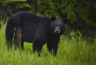 母熊入民居后院咬人被击毙 两熊崽一同受死
