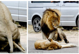两只狮子在马路中间交配 百辆汽车遭堵塞