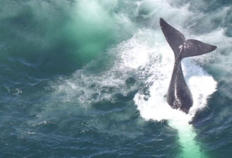 北美海域第16条北大西洋露脊鲸死亡