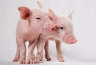 中国培育出基因编辑瘦肉猪 比正常猪脂肪少24%