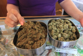 列治文是加拿大第一个挑战大麻合法的城市