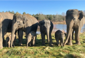 安省汉密尔顿野生动物园发生大象伤人事件