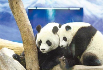 台北市动物园架电网 大熊猫团团圆圆中招触电