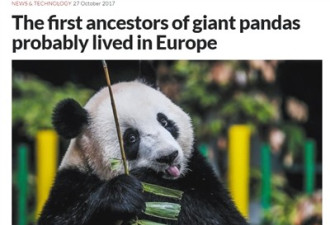 大熊猫起源之争再起 专家：仅凭一两处化石难定