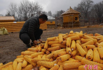吉林农民用2万个玉米造出“黄金屋院”