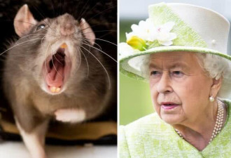英白金汉宫被曝遭鼠患:老鼠厨房乱窜 女王受惊