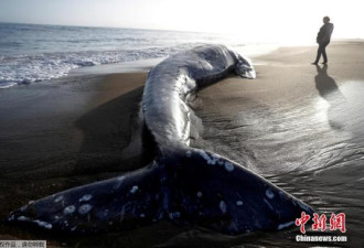 160只灰鲸离奇大规模不寻常死亡 尸体放不下了