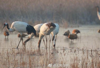 中国黄海候鸟栖息地获准列入世界遗产名录