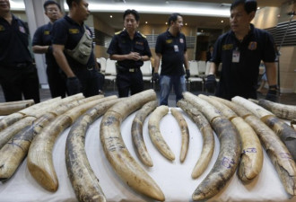 泰国海关截获116公斤象牙 价值约18万美元