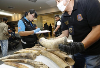 泰国海关截获116公斤象牙 价值约18万美元
