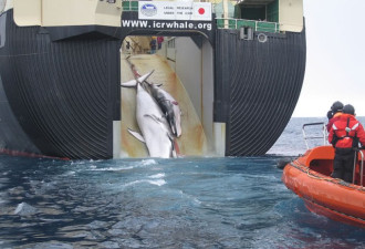 日本正式退出国际捕鲸委员会 将开始商业捕鲸
