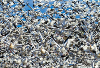 摄影师拍到加拿大数十万雪雁大迁徙 场面超壮观