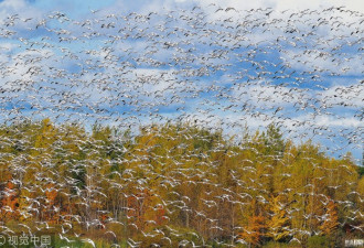 摄影师拍到加拿大数十万雪雁大迁徙 场面超壮观