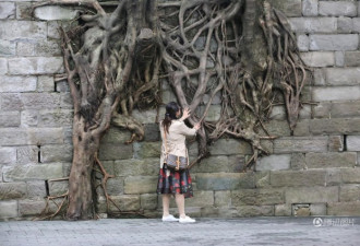 重庆石墙上长出数棵树 悬在空中令人称奇