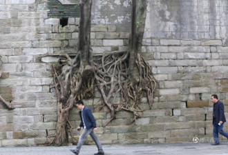 重庆石墙上长出数棵树 悬在空中令人称奇