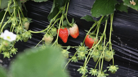草莓采摘季到了！多伦多周边10家农场等你来