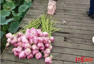 大妈结伴偷摘荷花,景区无奈:围栏至少修了5次