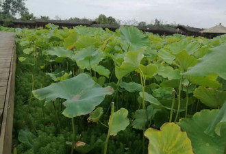 大妈结伴偷摘荷花,景区无奈:围栏至少修了5次