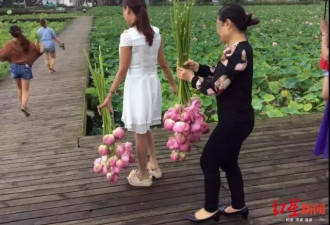 大妈结伴偷摘荷花,景区无奈:围栏至少修了5次