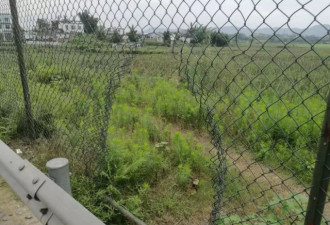 大妈结伴偷摘荷花,景区无奈:围栏至少修了5次
