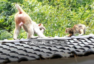 猴子多次打劫游客 有人当场杀了只鸡结果亮了