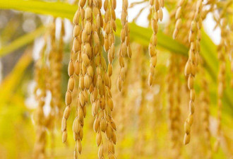 中国科学家发现一水稻基因发生变异 可增产15%