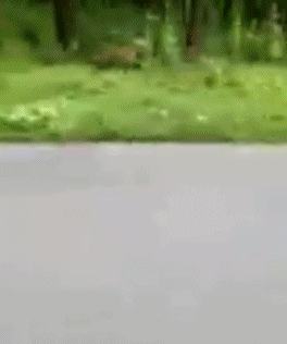 惊魂12秒！印度摩托车手遭老虎扑袭后脱险