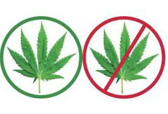 休闲大麻合法化明年七月一日未必推行