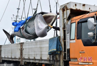 日本重启商业捕鲸 数万条鲸鱼海豚即将惨死！