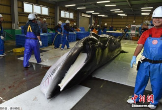 日本重启商业捕鲸 数万条鲸鱼海豚即将惨死！