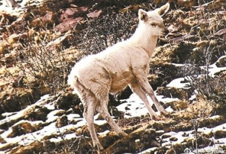 中国首次发现野生白色马鹿 或源自基因突变