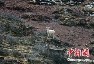中国首次发现野生白色马鹿 或源自基因突变