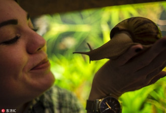非洲大蜗牛可覆盖成人手掌：可长到超过20cm