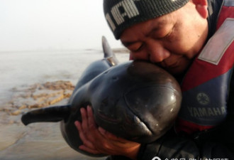 长江流域已有21头江豚死亡 志愿者当场流泪