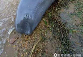 长江流域已有21头江豚死亡 志愿者当场流泪