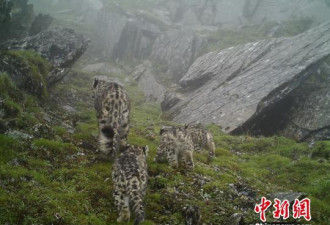 四川拍到4只雪豹同框画面 三只小豹约3个月大