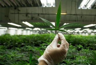 安省政府今日宣布规范大麻销售和分销的立法