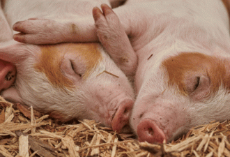 非洲猪瘟疫情 联合国：威胁数百万亚洲猪农
