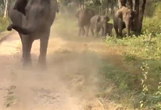 印度野生动物园惊魂：愤怒的大象冲向游客汽车
