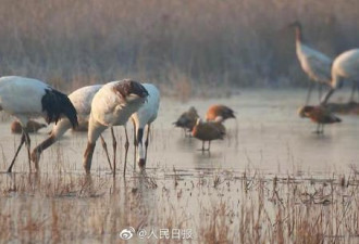 中国黄（渤）海候鸟栖息地获列入世界遗产名录