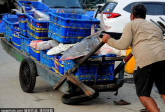 血腥的鱼翅贸易:只为一道菜 它们被疯狂屠戮