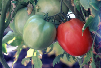 养花种草系列148：番茄种植的秘诀