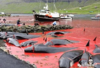 心痛！这地大规模屠杀鲸鱼 鲜血染红大海